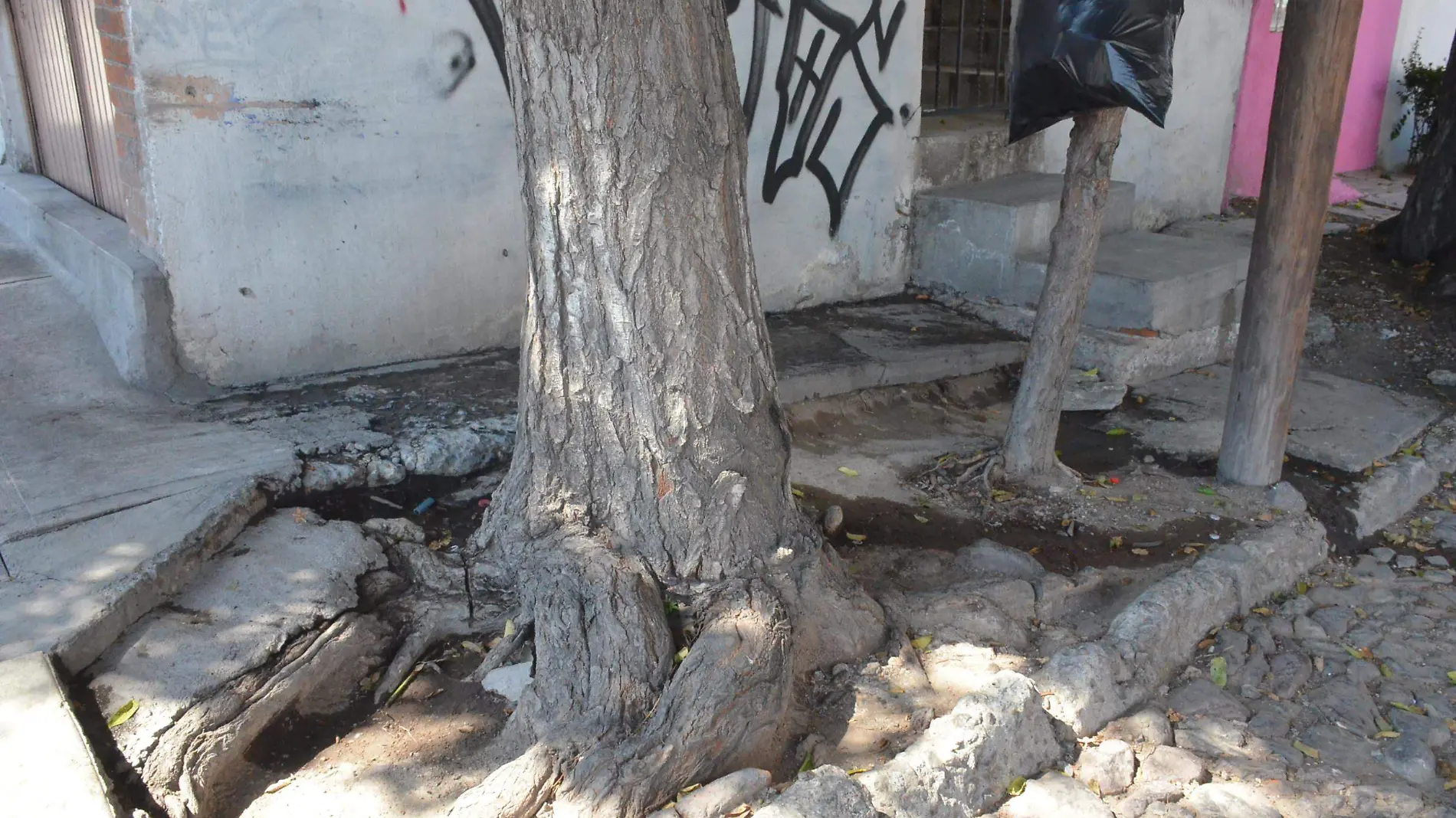 Las raíces de los arboles levantan la banqueta y rompen las tuberías generando fugas.